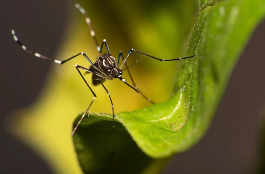  Chikungunya cresce 191% e acende alerta para nova epidemia no DF – Metrópoles